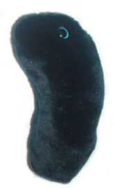 foto Mor (Yersinia pestis)